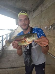 Largemouth Bass