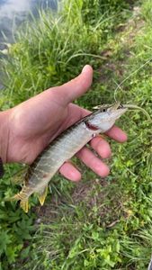 Northern Pike