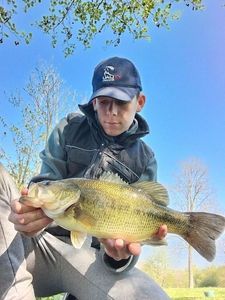 Largemouth Bass