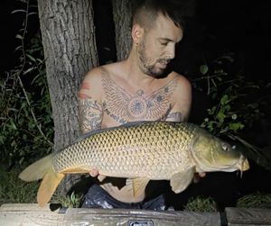 Common Carp