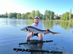 Starry Sturgeon