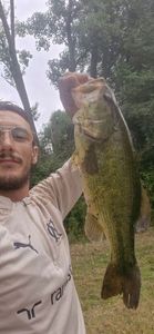 Largemouth Bass