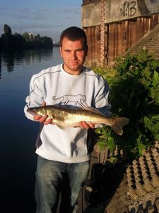 Zander