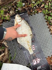 Common Bream