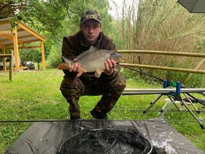 Common Carp
