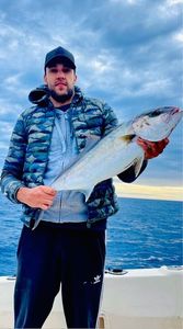 Greater Amberjack