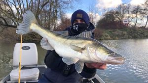 Zander