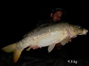 Mirror Carp