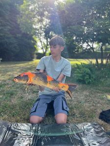 Koï Fish