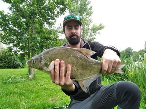 Common Bream