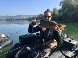 Yellow Perch