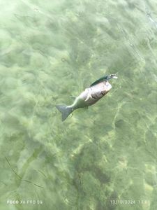 European Bass (Seabass)