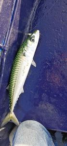Mackerel