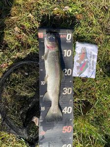 Rainbow Trout