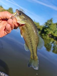 Largemouth Bass