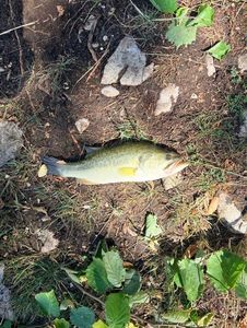 Largemouth Bass