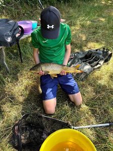 Common Carp