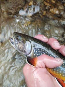 Brook Trout