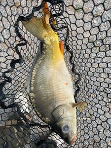 Leather Carp