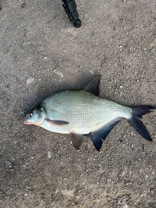 Common Bream