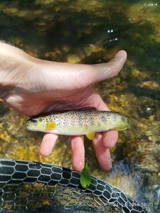 Brown Trout