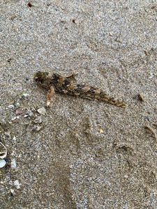 Tompot Blenny
