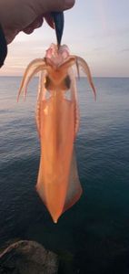 European Squid