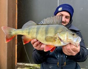 European Perch