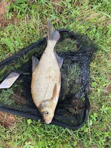 Common Bream