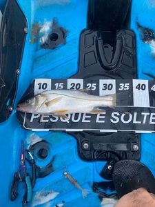 Common Snook