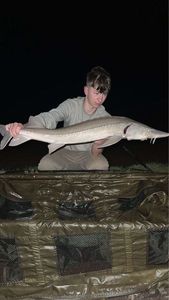 Sturgeon