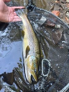 Brown Trout