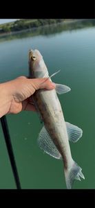 Zander
