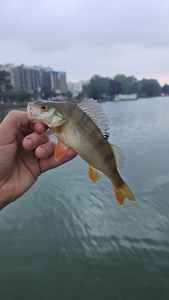 European Perch