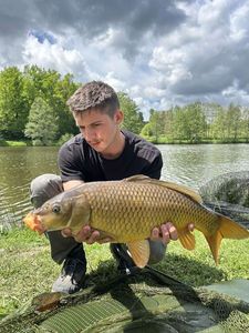 Common Carp