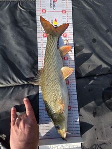 Barbel