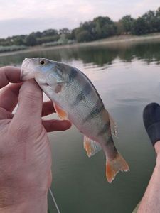 European Perch