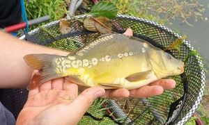 Mirror Carp