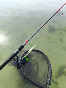 European Bass (Seabass)