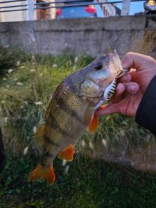 European Perch