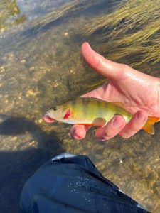 European Perch