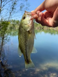 Largemouth Bass