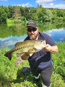 Largemouth Bass