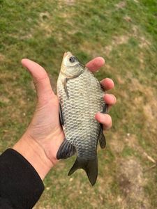 Crucian Carp