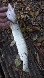 Northern Pike