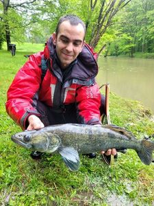 Zander