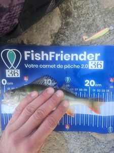 European Perch