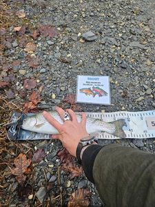 Rainbow Trout