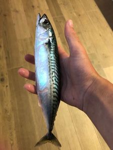 Mackerel