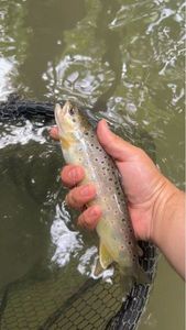Brown Trout